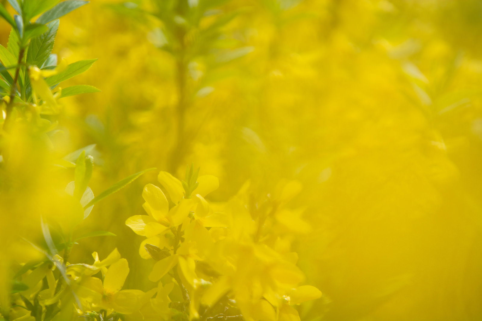 黄色く咲いたシナレンギョウの花が風に揺れる様子
