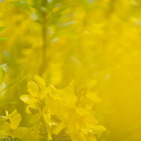 風に揺れるシナレンギョウの写真