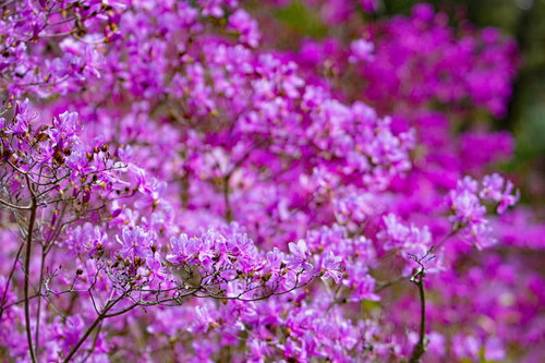 春の陽射しを浴びるコバノミツバツツジ