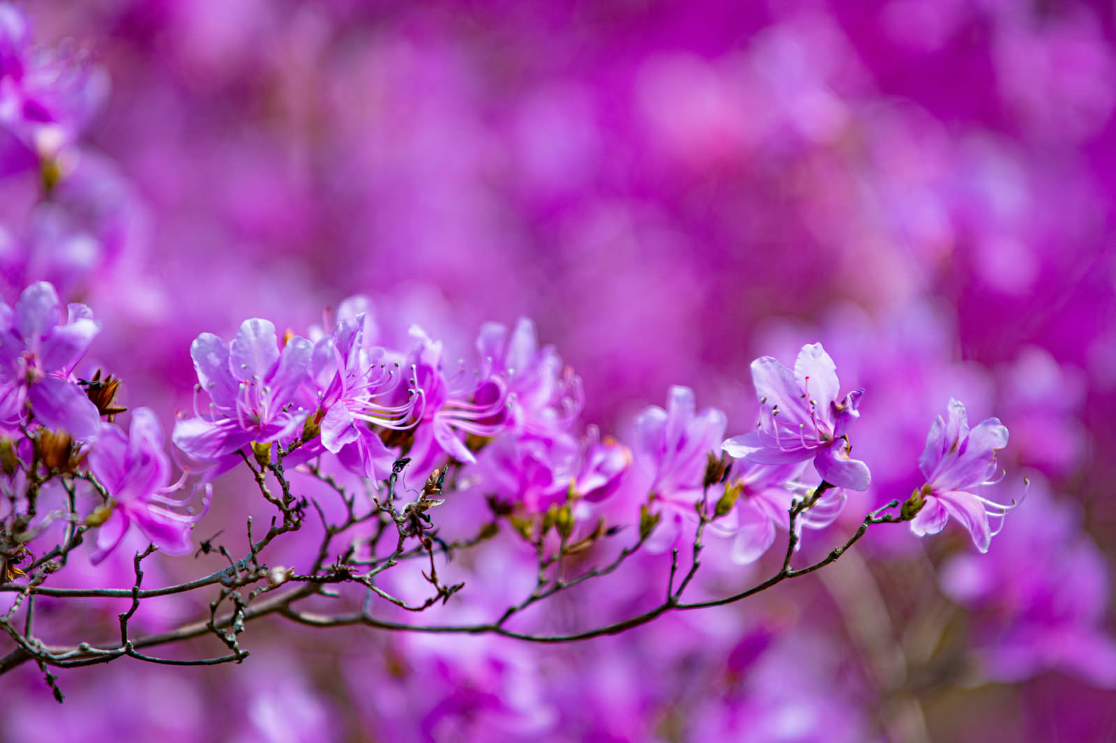 見頃を迎えた薄紫と濃紫のコバノミツバツツジの花が咲く枝
