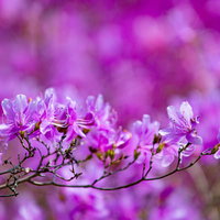 見頃を迎えたコバノミツバツツジ一枝の写真