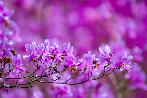 見頃を迎えたコバノミツバツツジ一枝