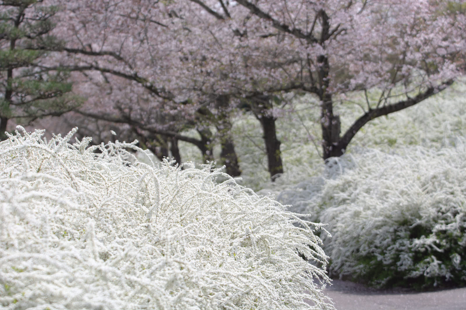 White Yukiyanagi (snow willow) in sharp focus in the foreground with pale pink, fully bloomed cherry blossoms (sakura) visible in the background