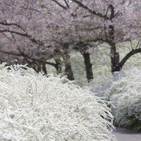 早春の庭園、白い花木と淡い桜の写真
