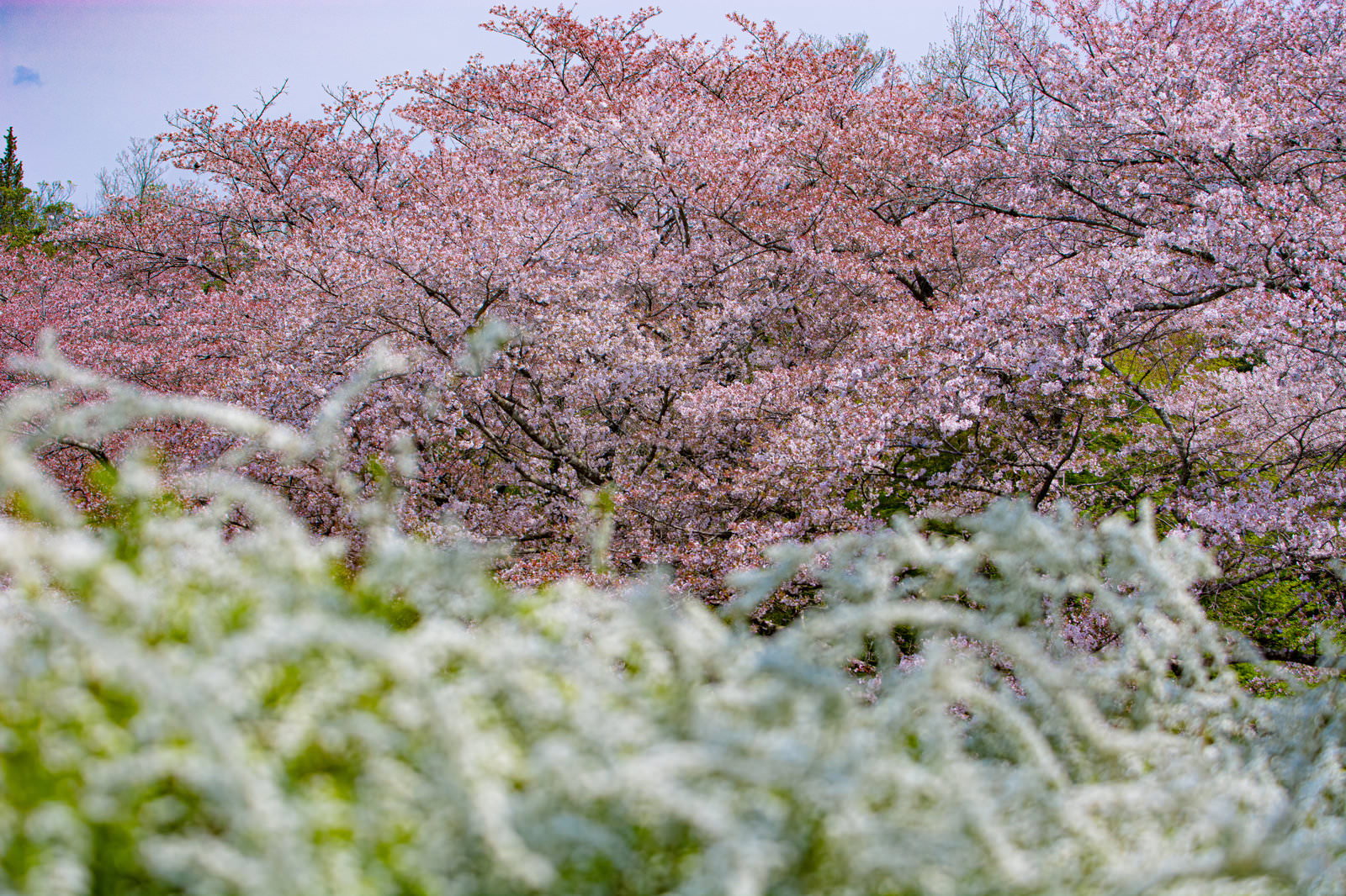 ユキヤナギの手前越しに見える薄ピンク色の桜の花