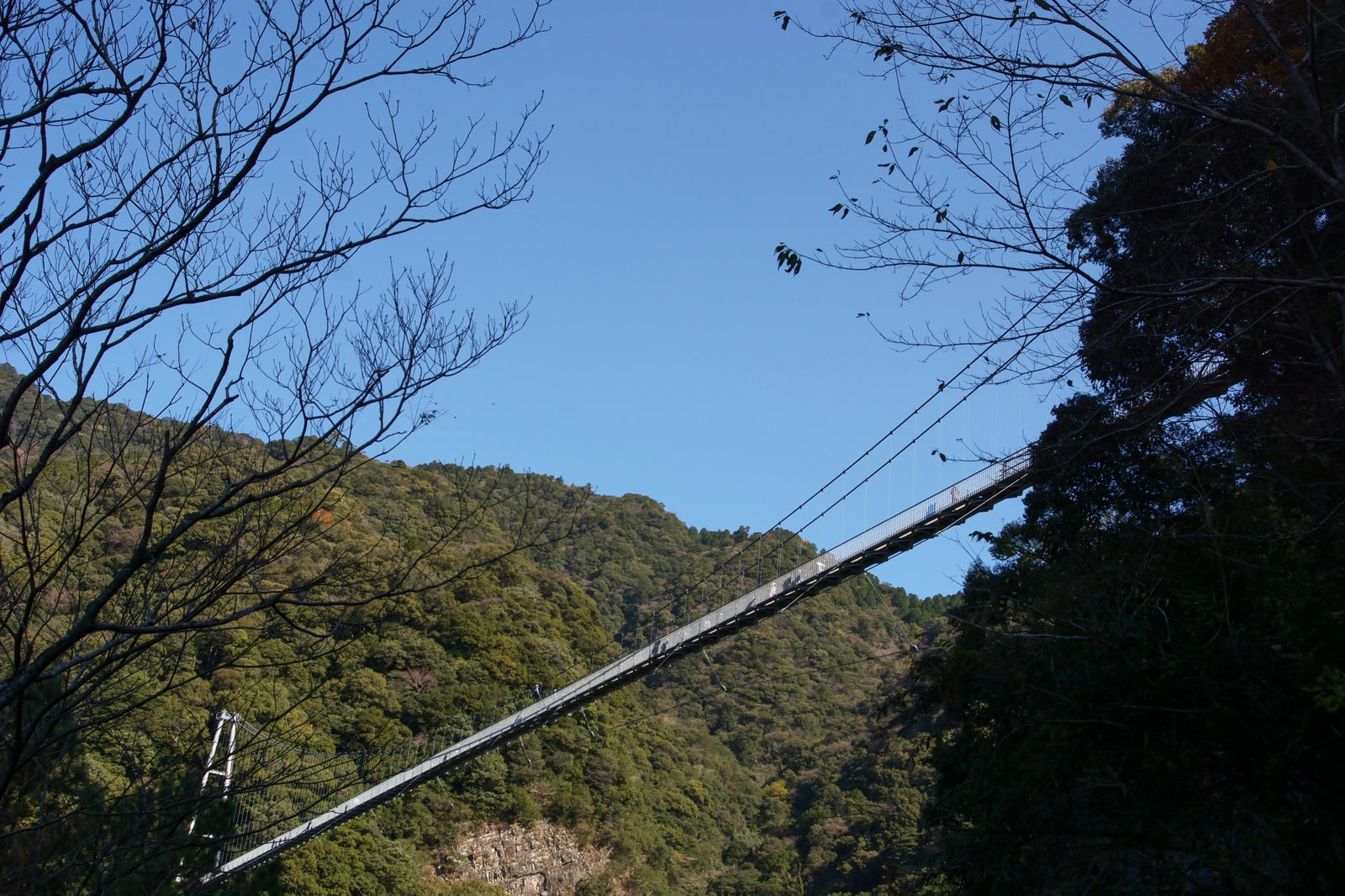 緑の森に架かる照葉大吊橋を下から見上げた風景
