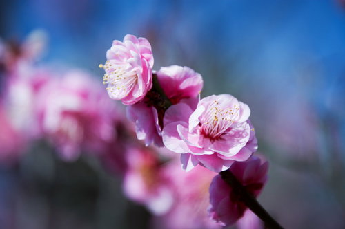 日差しを浴びてほころぶ八重の紅梅（蘇原自然公園）