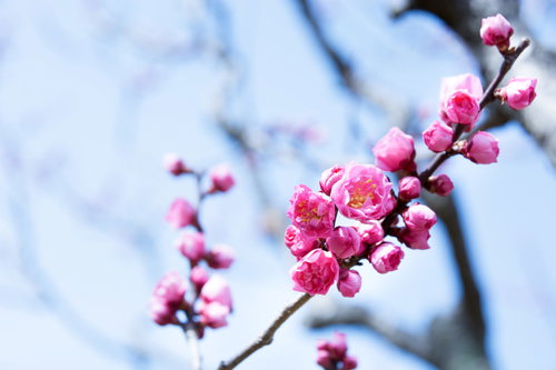 満開にはまだまだな紅梅の枝（蘇原自然公園）