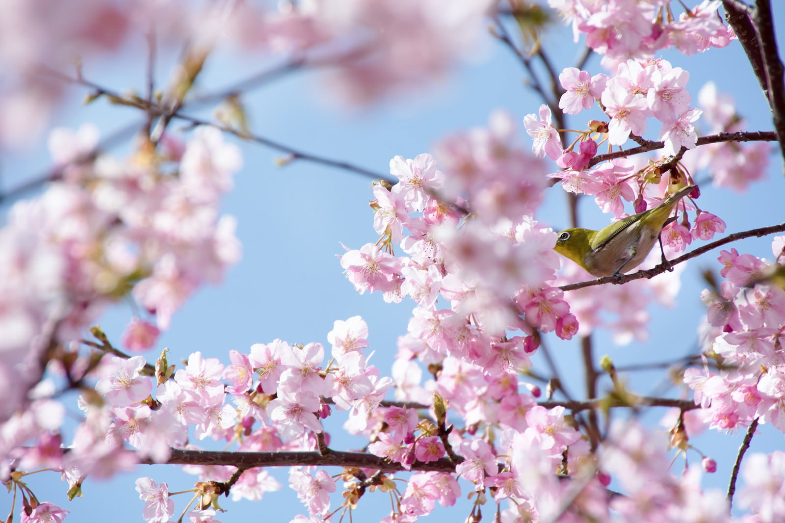 薄紅色の桜の花が満開に咲く枝に止まり、蜜を吸うメジロ