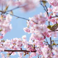 桜の花の蜜を吸うメジロ（蘇原自然公園）の写真