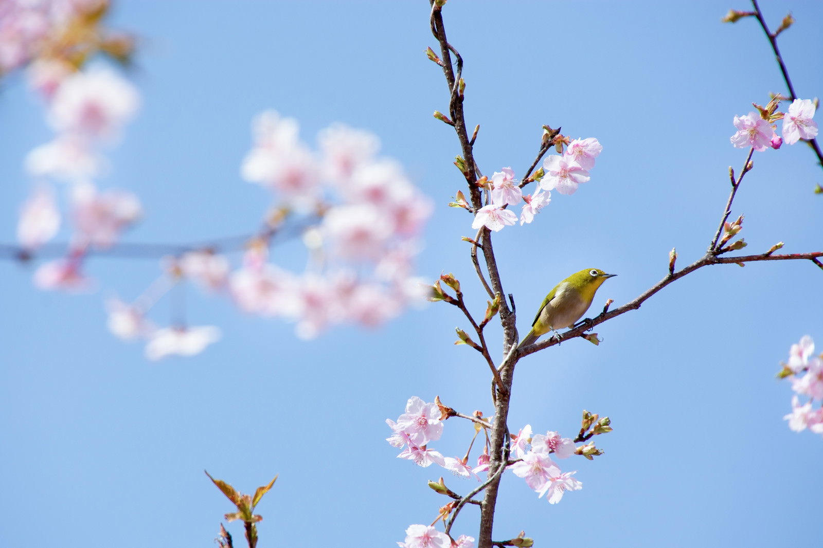桜の花が咲く枝にとまって何かを眺めているメジロと青空