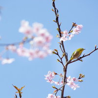 枝にとまって何かを眺めているメジロ（蘇原自然公園）の写真