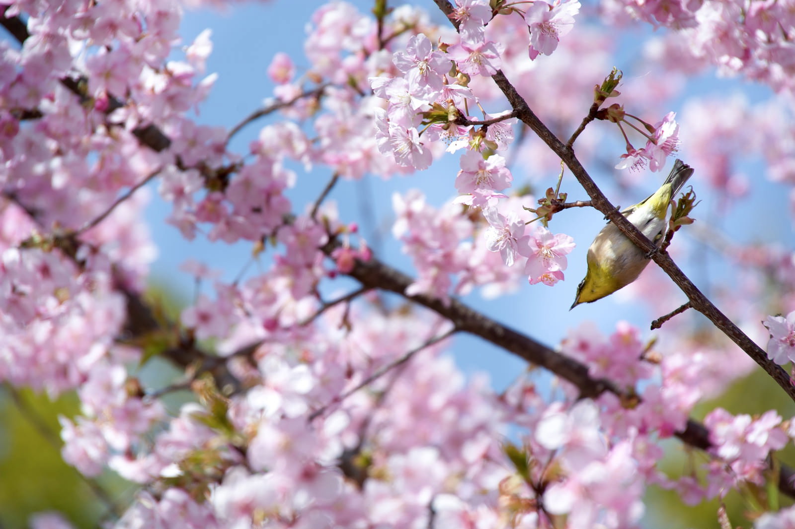 満開の桜の枝にとまる緑色の小鳥メジロの春の風景