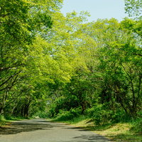 緑が美しい遊歩道の写真