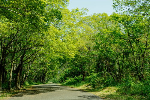 緑が美しい遊歩道