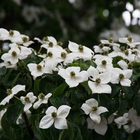 雨上がりに見つけたヤマボウシの花の写真
