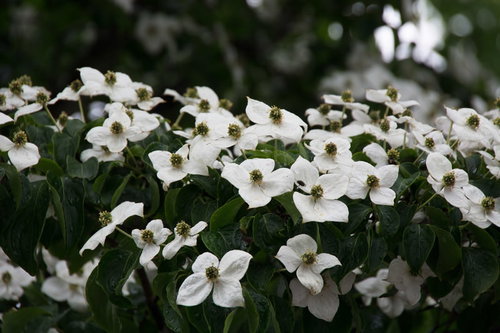 雨上がりに見つけたヤマボウシの花