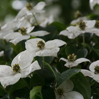 雨に濡れたヤマボウシの写真