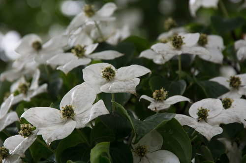 雨に濡れたヤマボウシ