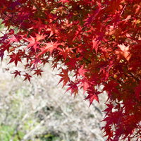 色付き始めた紅葉の写真