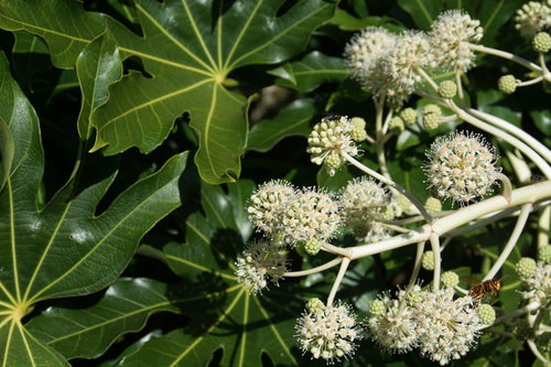 花に寄り付くハエと蜂