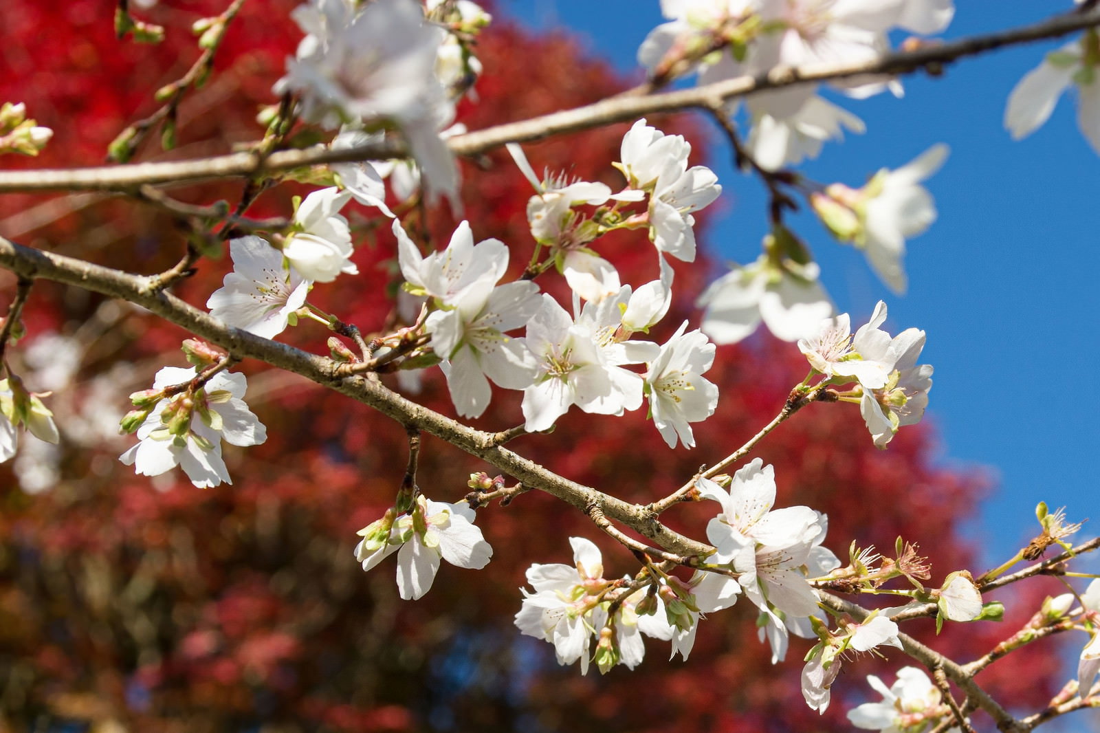 青空を背景に白とピンクの花を咲かせる桜の枝