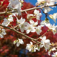 咲き始めた桜の写真