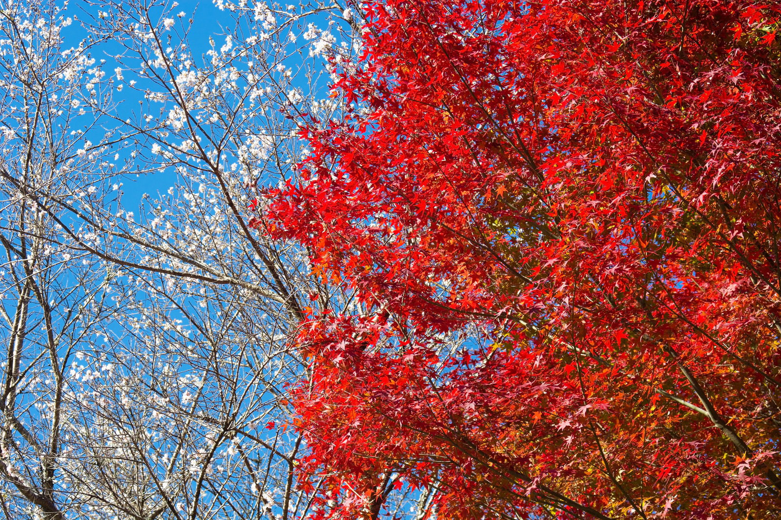 青空を背景に、赤く紅葉したもみじと桜の枝が写っている自然の風景