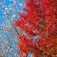 紅葉したもみじと四季桜の写真