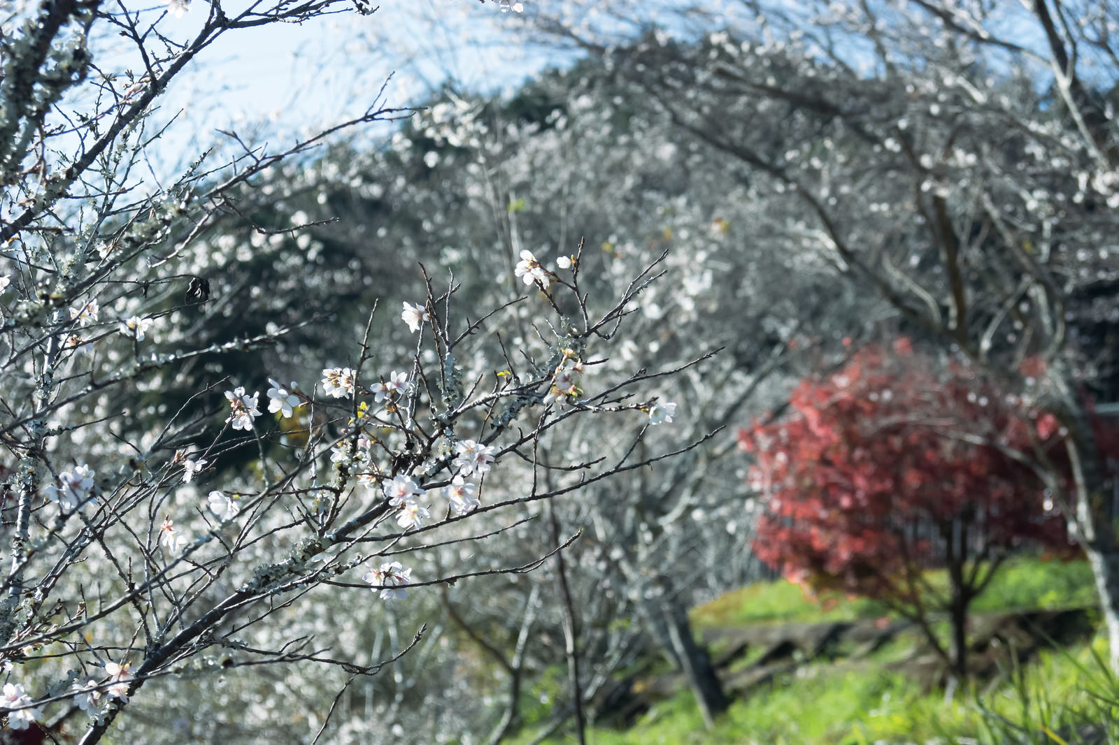 秋に薄紅色の花を咲かせる四季桜の枝と背景の紅葉