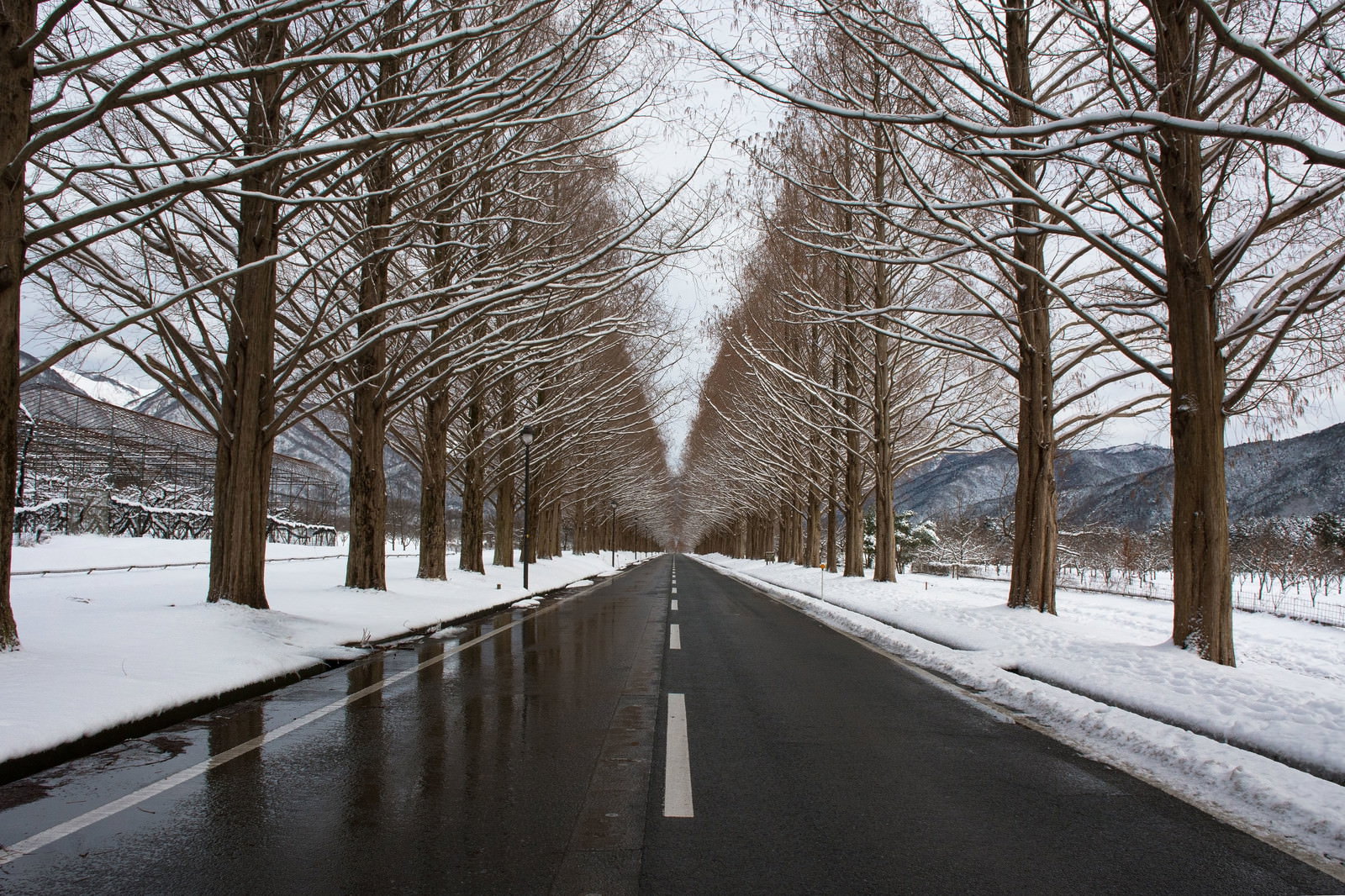雪に覆われた道路の両側にメタセコイアが並ぶ冬の並木道