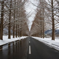 冬のメタセコイア並木（滋賀県高島市マキノ町）の写真