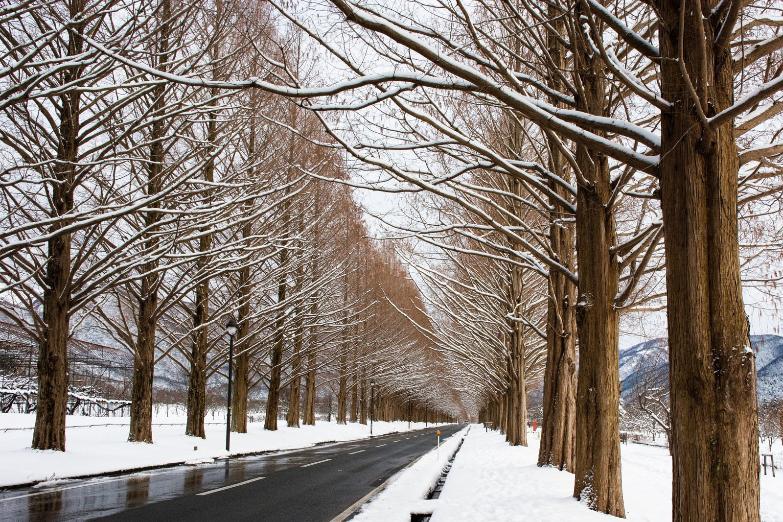 雪が積もったメタセコイア並木道の風景