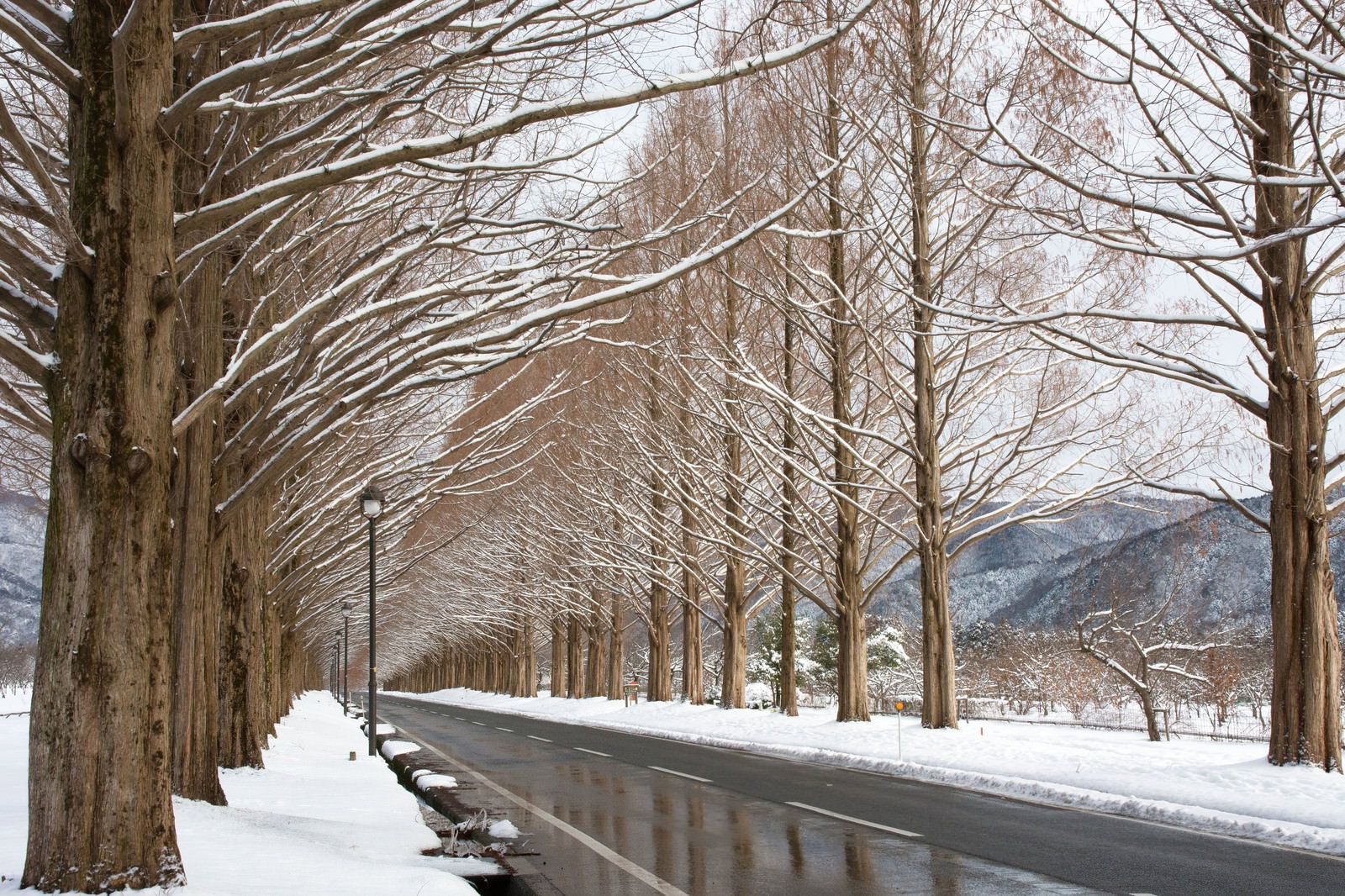 雪に覆われたメタセコイア並木道と雪山の風景