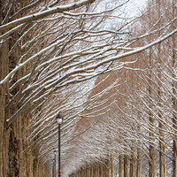雪のメタセコイア並木（滋賀県高島市マキノ町）の写真