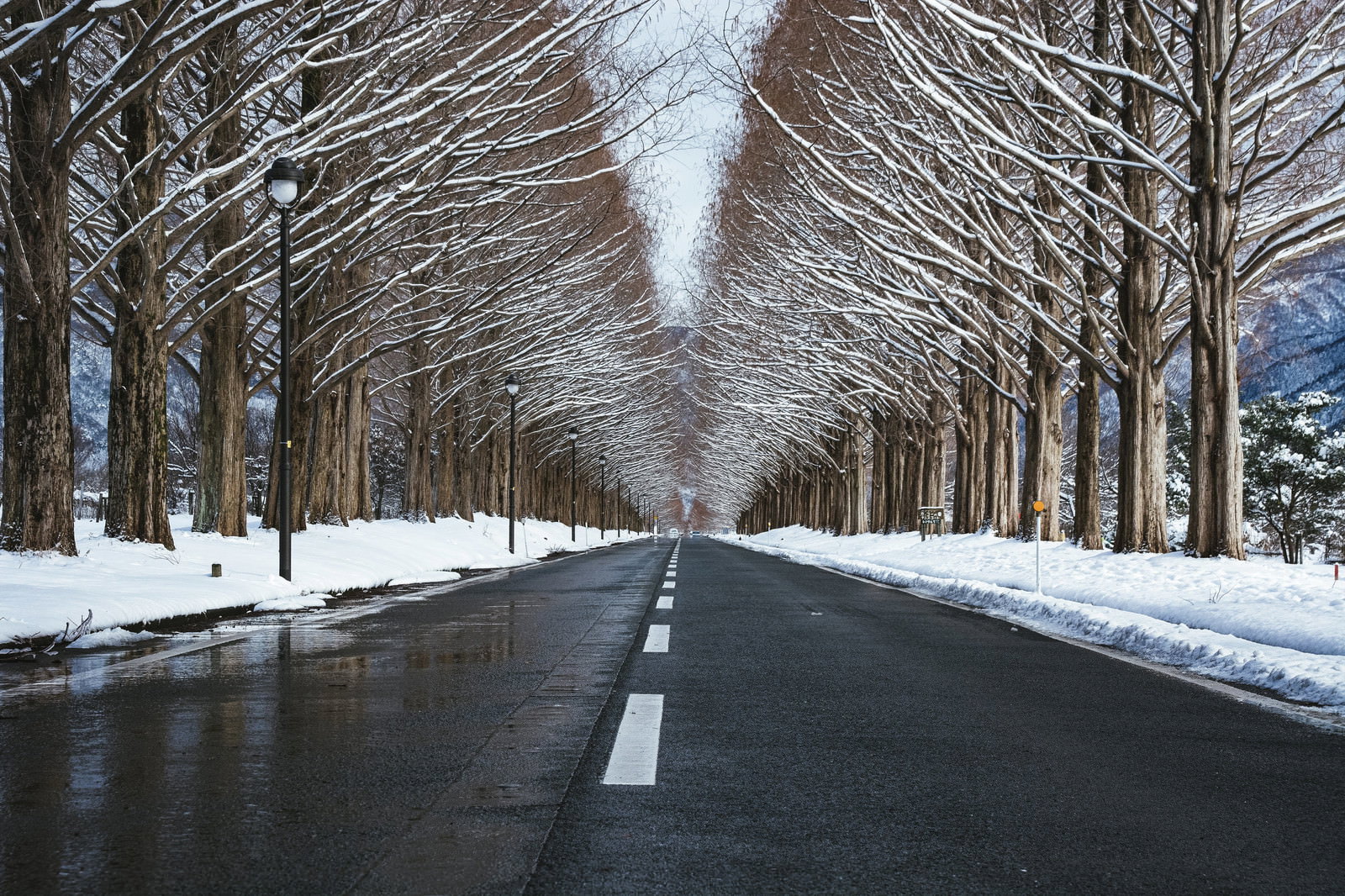 雪解けで濡れた道路とメタセコイア並木の冬景色