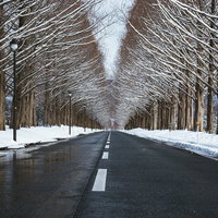 雪解けに濡れた路面とメタセコイア（滋賀県高島市マキノ町）の写真