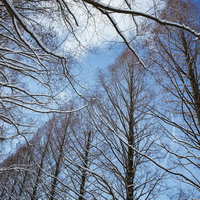 着雪したメタセコイア越しに見える青空（滋賀県高島市マキノ町）の写真