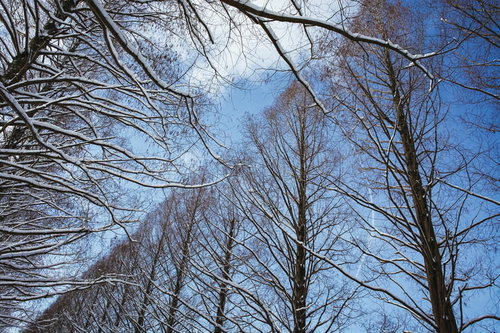着雪したメタセコイア越しに見える青空（滋賀県高島市マキノ町）