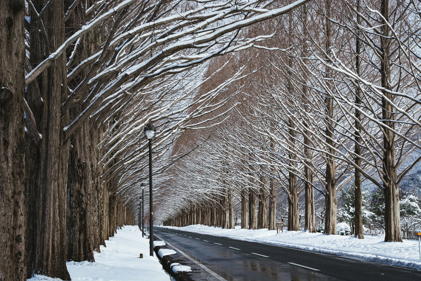 雪に覆われたメタセコイア並木道と街灯が映る冬の風景