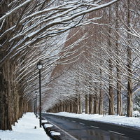 メタセコイア並木に溶け込む街頭（滋賀県高島市マキノ町）の写真