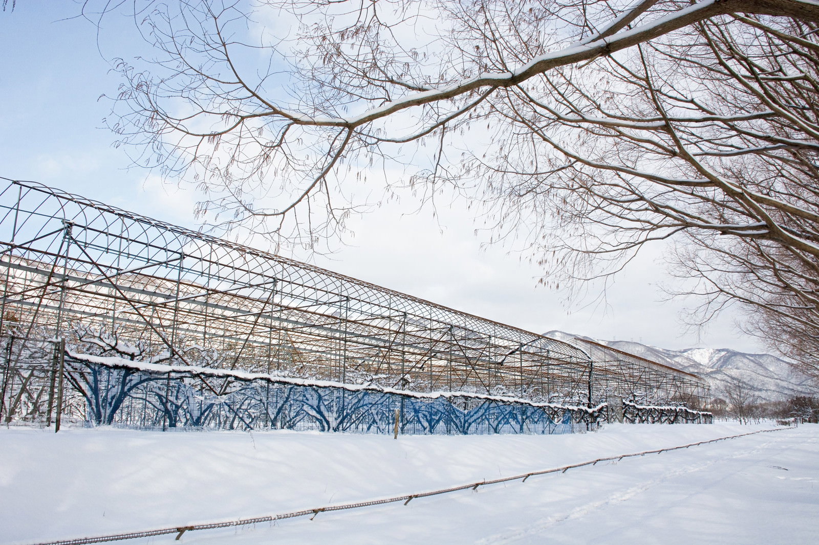 雪景色の中に建つパイプハウスの骨組みとメタセコイア並木