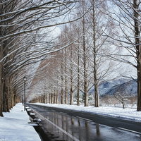雪解けの車道に映るメタセコイア（滋賀県高島市マキノ町）の写真