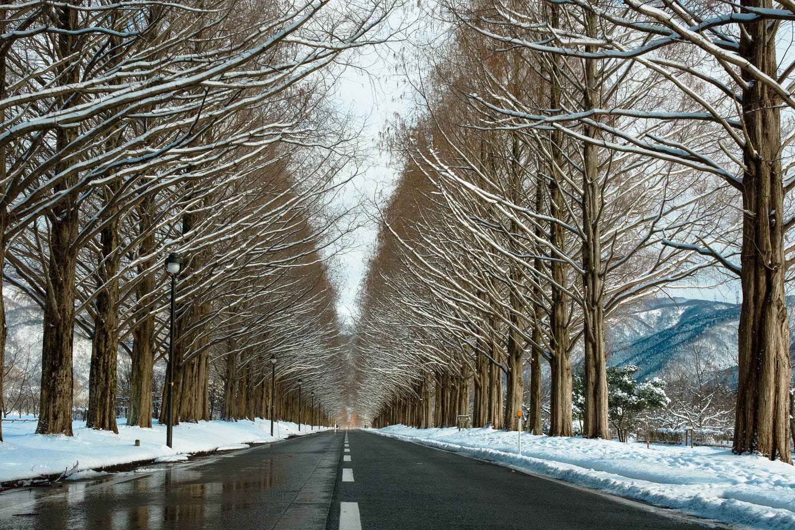 雪化粧したメタセコイア並木が道路の両側に連なる冬の風景