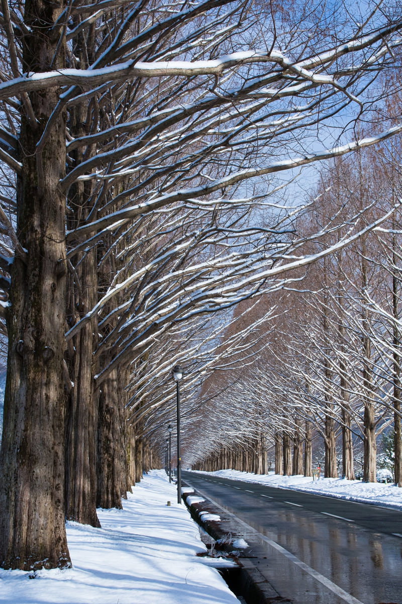 雪に覆われた歩道とメタセコイア並木道の冬景色