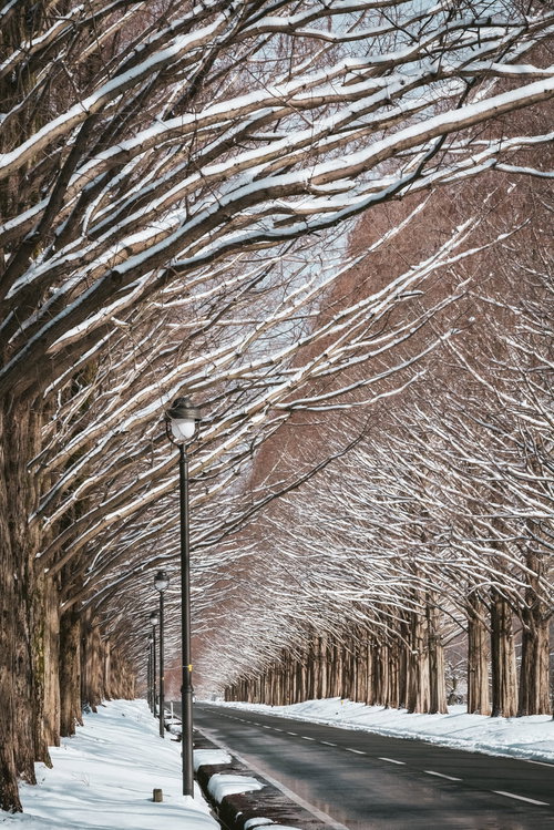 どこまでも続くメタセコイア並木と街灯（滋賀県高島市マキノ町）