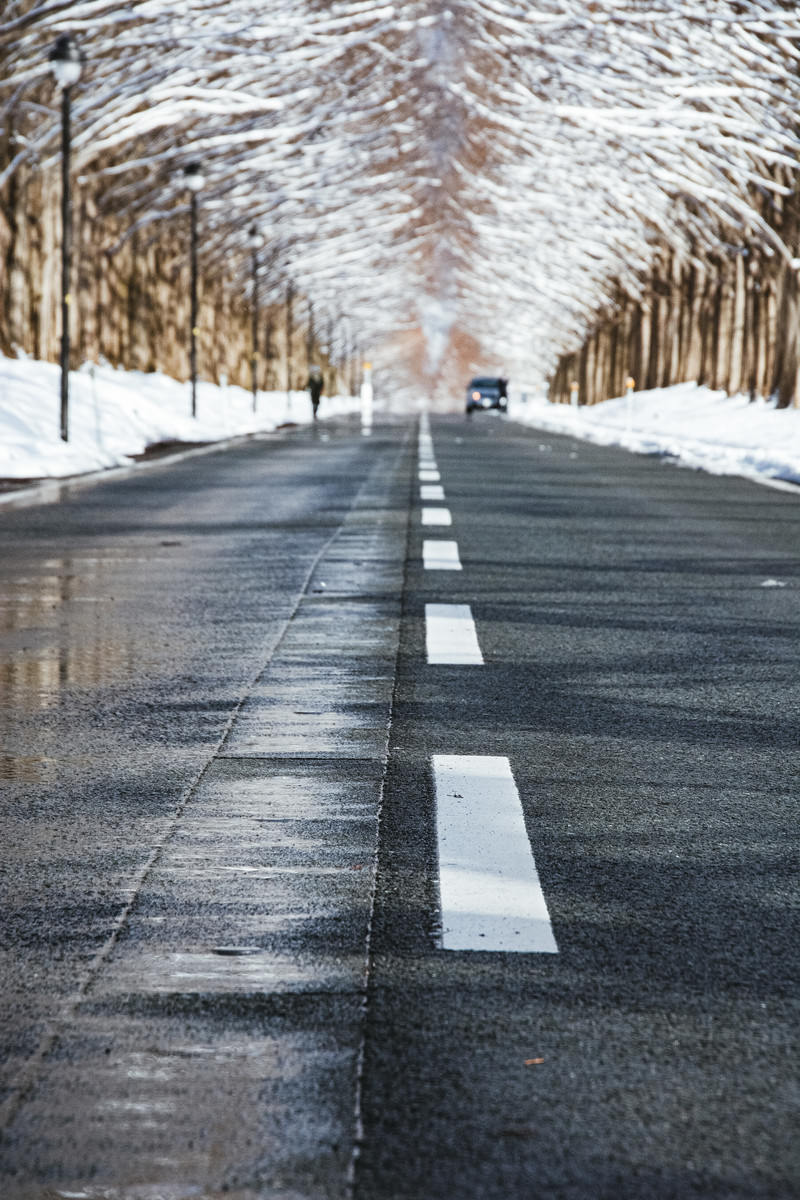 雪景色の並木道を通る車道のセンターラインと消雪パイプ