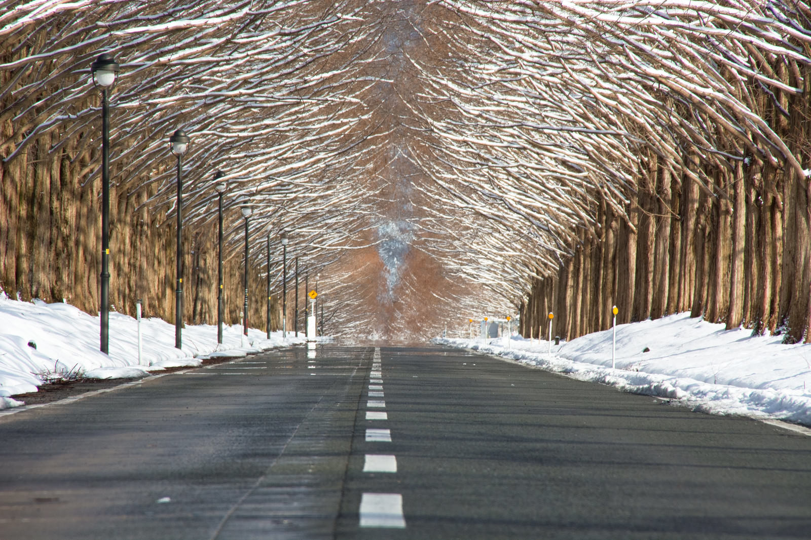 雪景色の中、道路両側に立ち並ぶメタセコイアの木々が上空でアーチを形成している並木道