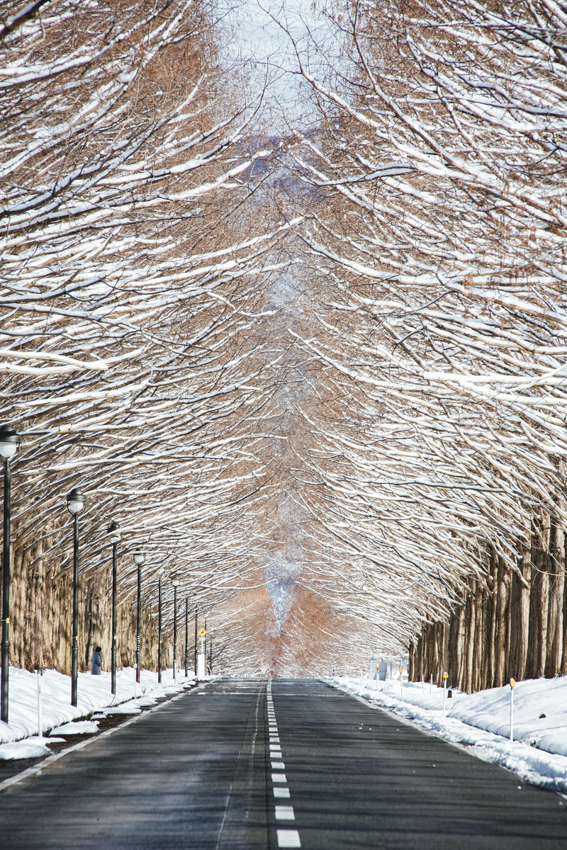 雪景色の中を真っ直ぐに伸びる道路と両側に並ぶメタセコイアの並木道