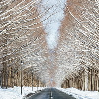 等間隔に設置される街灯とメタセコイア並木（マキノ高原）の写真